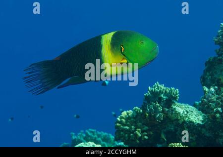 Broomtail wrasse, Cheilinus lunulatus, swimming over coral reef, Marsa Alam, Red sea, Egypt Stock Photo