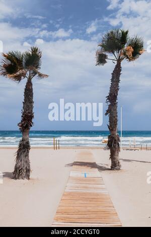 Palm trees on the empty beach at San Juan, Alicante, Spain, Stock Photo
