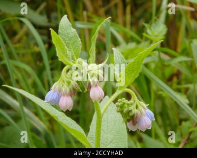 Common Comfrey Wildflower Plant in Flower ( Symphytum officinale ) During Summer, UK Stock Photo