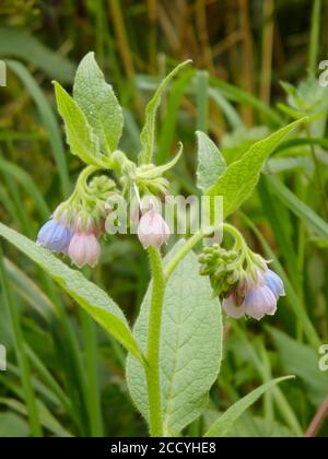 Common Comfrey Wildflower Plant in Flower ( Symphytum officinale ) During Summer, UK Stock Photo