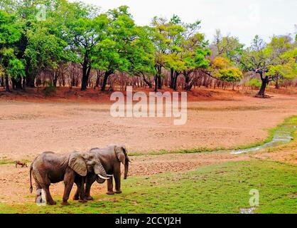 Two African Elephants walking next to a near dry river in Mfuwe, with a natural vibrant tree lined backdrop.  South Luangwa National Park, Zambia Stock Photo