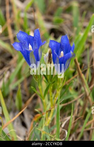 Marsh gentian (Gentiana pneumonanthe), a rare blue wildflower of wet heathland, Hampshire, UK, flowering during August Stock Photo