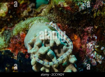 Network Pipefish, Corythoichthys flavofasciatus, lying on sponge, Marsa Alam, Red sea, Egypt Stock Photo