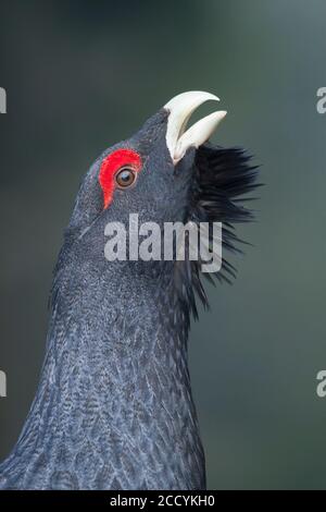 Adult male Western Capercaillie (Tetrao urogallus crassirostris) displaying in an old natural German forest. Seen from up close. Stock Photo