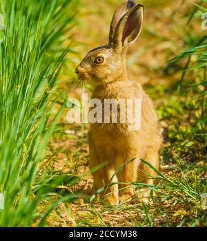 Hare on Walkabouts in Cotswolds Stock Photo