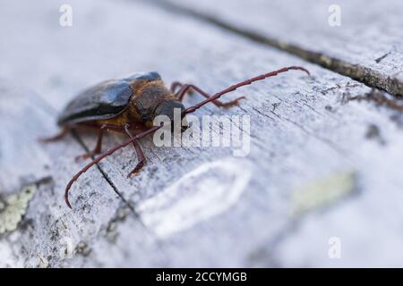 Tragosoma depsarium in a woodland in Bavaria, Germany. Stock Photo