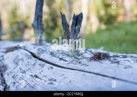 Tragosoma depsarium in a woodland in Bavaria, Germany. Stock Photo