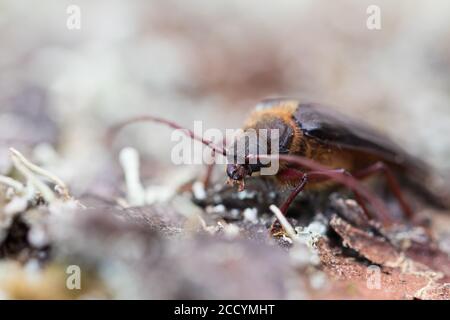 Tragosoma depsarium in a woodland in Bavaria, Germany. Stock Photo