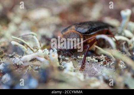 Tragosoma depsarium in a woodland in Bavaria, Germany. Stock Photo