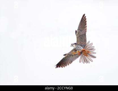 Hunting Eurasian Hobby (Falco subbuteo). Flying low over water with legs en tallons stretched, looking for dragonflies to catch. Stock Photo