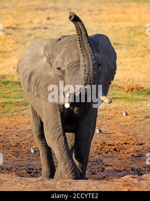 African Elephant with trunk extended above head appearing to smelling the air.  A natural savannah background. Hwange National Park, Zimbabwe Stock Photo