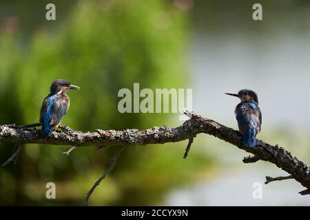 Common kingfisher Alcedo atthis Eurasianon a tree at the river Stock Photo