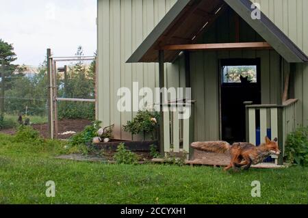Red Fox, Vulpes vulpes running from hen house, Sweden Stock Photo