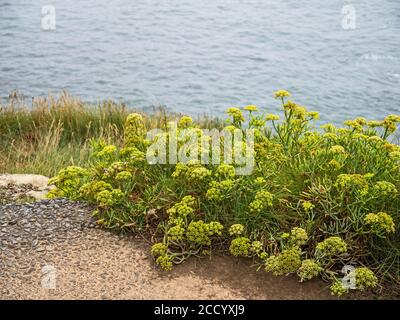 Crithmum maritimum aka Rock samphire, Sea fennel. Devon, UK. Stock Photo