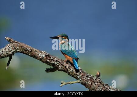 Common kingfisher Alcedo atthis Eurasianon a tree at the river Stock Photo