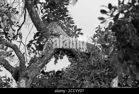 Black & white leopard lolling in a tree in south Luangwa national park, Zambia - known for the home of the leopard!
