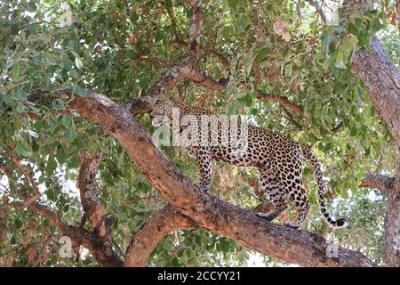 Wild African Leopard standing on a branch in a lush vibrant tree in South Luangwa national Park, Zambia Stock Photo