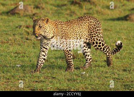 Full Body of a African Leopard walking across the Plains of the Masai Mara, Kenya Stock Photo