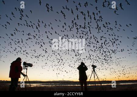 Photographers at dawn as Snow Geese, Chen caerulescens, lift off from there overnight roost at Bosque del Apache, New Mexico, USA Stock Photo
