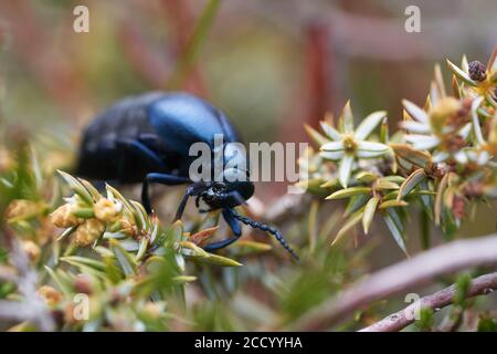 European Oil Beetle Meleo scarabeus Macro Stock Photo