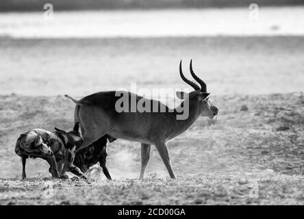 Vicious attack of African Wild Dogs on a puku in South Luangwa National Park, Zambia, Southern Africa. Stock Photo