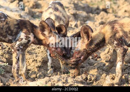 Three African Wild Dogs (Lycaon pictus) fighting over a recent kill.  The young pups have the food given to them by the adults to teach them to hunt.