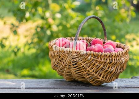 Red fresh apples in wicker basket on old wooden table in garden. Organic apples outdoor after picking in orchard. Basket with heap of apple harvest in Stock Photo