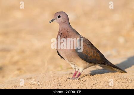 Laughing Dove (Streptopelia senegalensis), adult standing on the ground, Dhofar, Oman Stock Photo