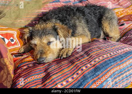 Senior dog napping on couch in sunlight. Old dog with closed eyes sleeping on colorful sofa with pillows. Dreaming mongrel shaggy dog. Stock Photo