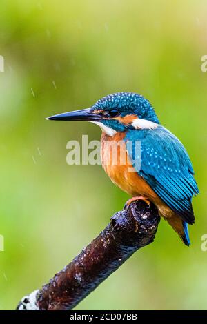 A male kingfisher hunting at a garden pond in mid Wales