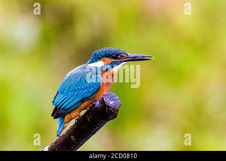 A male kingfisher hunting at a garden pond in mid Wales Stock Photo