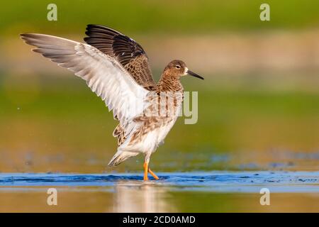 Ruff (Philomachus pugnax), side view of an adult female taking a bath in a pond Stock Photo