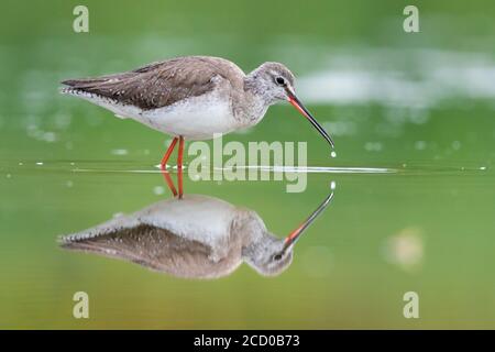 Spotted Redshank (Tringa erythropus), side view of an adult reflecting itself in the water, Campania, Italy Stock Photo