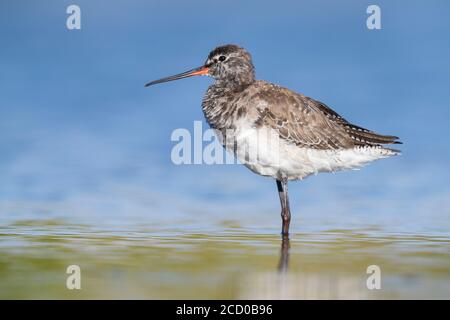 Spotted Redshank (Tringa erythropus), side view of an adult moulting from winter to summer plumage, Campania, Italy Stock Photo