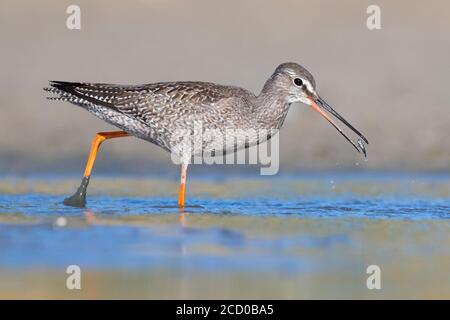 Spotted Redshank (Tringa erythropus), side view of a juvenile catching small fish in a pond, Campania, Italy Stock Photo