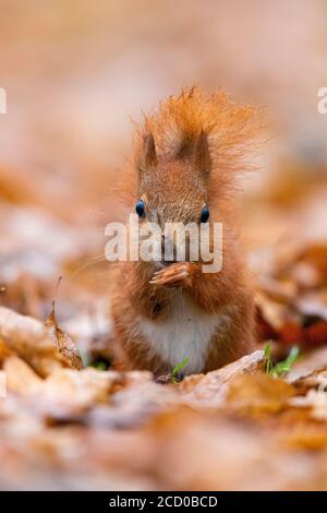 Red Squirrel (Sciurus vulgaris), juvenile eating seeds on the ground, Masovia, Poland Stock Photo