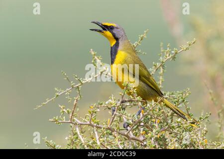 Bokmakierie (Telophorus zeylonus), side view of an adult singing from a bush, Western Cape, South Africa Stock Photo