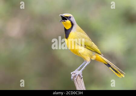 Bokmakierie (Telophorus zeylonus), adult singing from the top of a post, Western Cape, South Africa Stock Photo