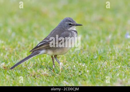 Cape Wagtail (Motacilla capensis), side view of an adult standing on the grass, Western Cape, South Africa Stock Photo