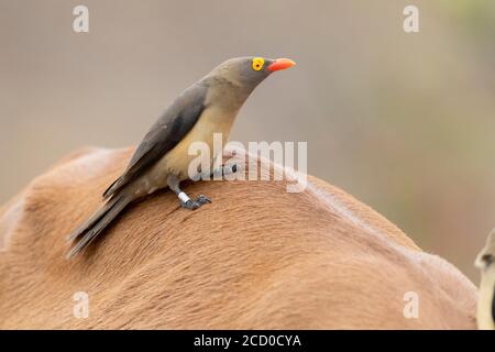 Red-billed Oxpecker (Buphagus erythrorynchus), adult standing on the back of an Impala, Mpumalanga, South Africa