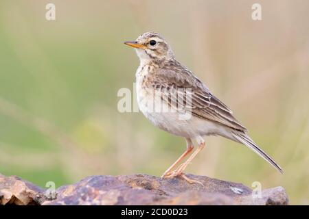 African Pipit (Anthus cinnamomeus), side view of an adult standing on the ground, Western Cape, South Africa Stock Photo