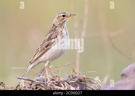 African Pipit (Anthus cinnamomeus), side view of an adult standing on the ground, Western Cape, South Africa Stock Photo