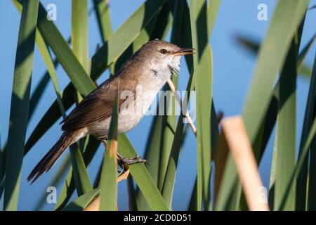 Lesser Swamp Warbler (Acrocephalus gracilirostris), side view of an adult perched among reeds, Western Cape, South Africa Stock Photo