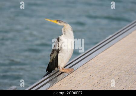 Australasian or Australian Darter or Snakebird staying on a wharf near water. Stock Photo