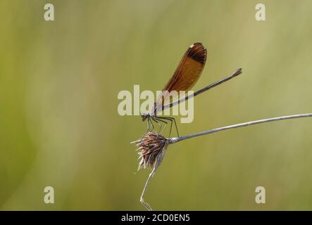 Copper Demoiselle damselfly 'Calopteryx haemorrhoidalis', female, Spain. Stock Photo