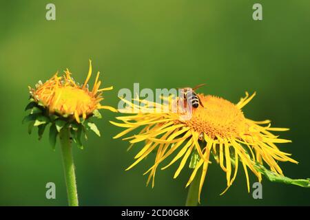 Bee pollination on yellow flower Stock Photo