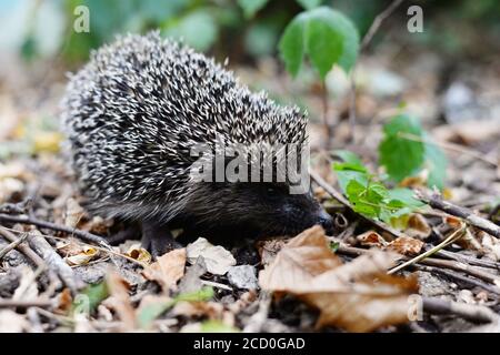 little lonely hedgehog in the forest. Sharp spiny hedgehog thorns, in green forest grass Young hedgehog in spring forest among anemones, height of spr Stock Photo