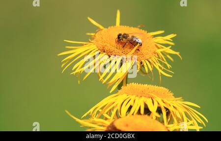 Bee pollination on yellow flower Stock Photo