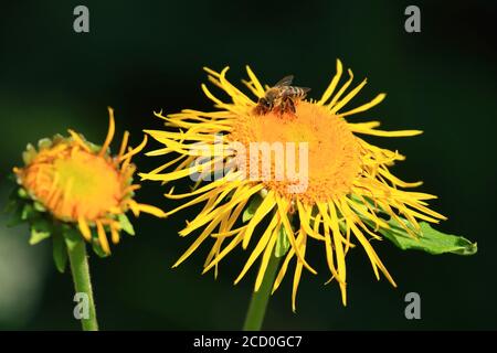 Bee pollination on yellow flower Stock Photo