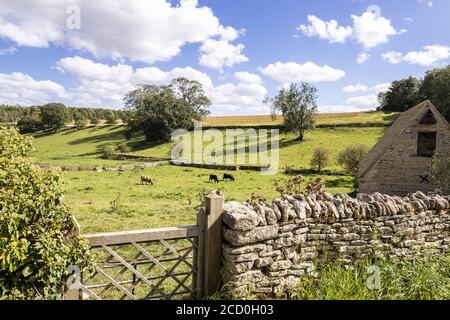 Cows grazing fields in the Cotswold village of Calmsden Gloucestershire UK Stock Photo